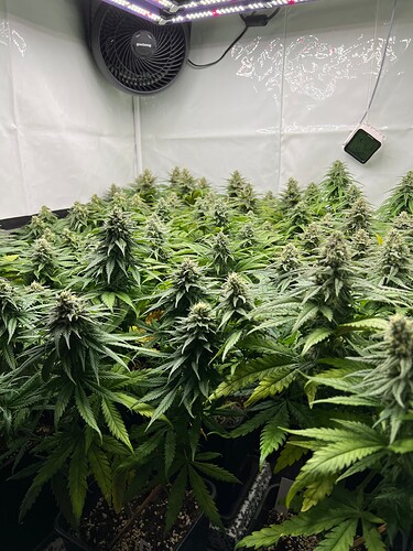 Growreport Bild 8