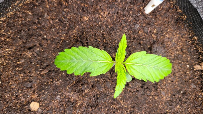 Growreport Bild 117