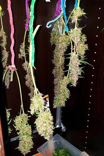 Growreport Bild 2