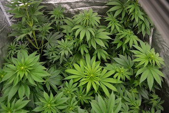 Growreport Bild 8