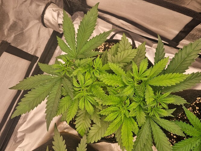 Growreport Bild 42