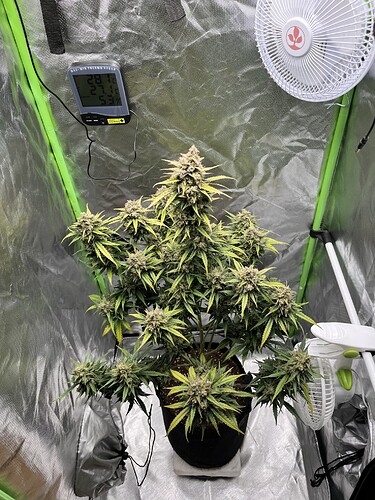 Growreport Bild 37