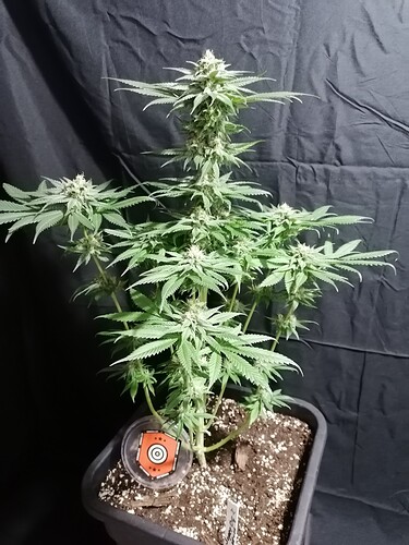 Growreport Bild 27