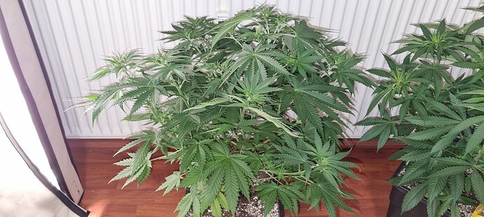 Growreport Bild 28