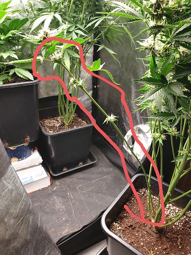 Growreport Bild 2