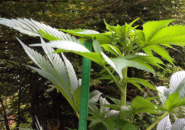 Growreport Bild 2
