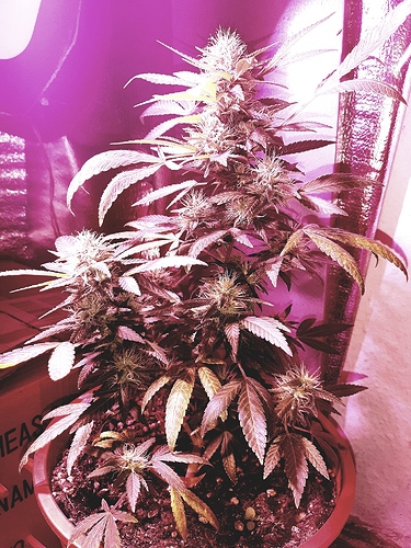 Growreport Bild 15