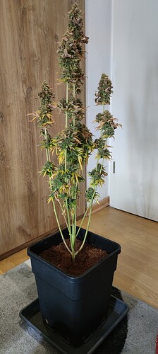 Growreport Bild 2