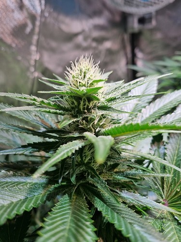 Growreport Bild 23