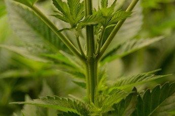 Growreport Bild 4