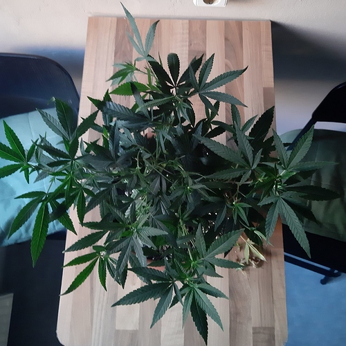 Growreport Bild 2