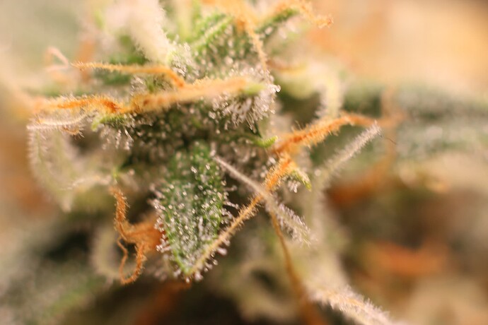 Growreport Bild 2