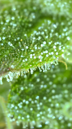 Growreport Bild 8