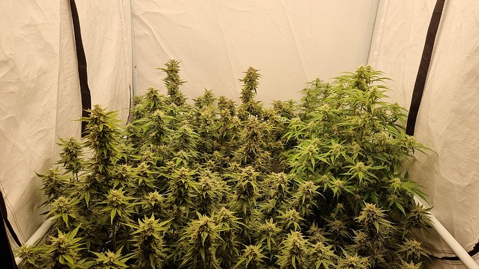 Growreport Bild 24