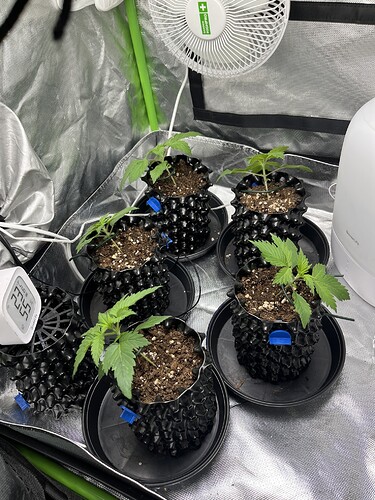 Growreport Bild 39
