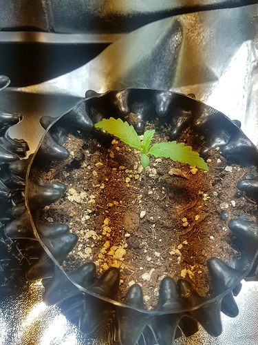 Growreport Bild 22