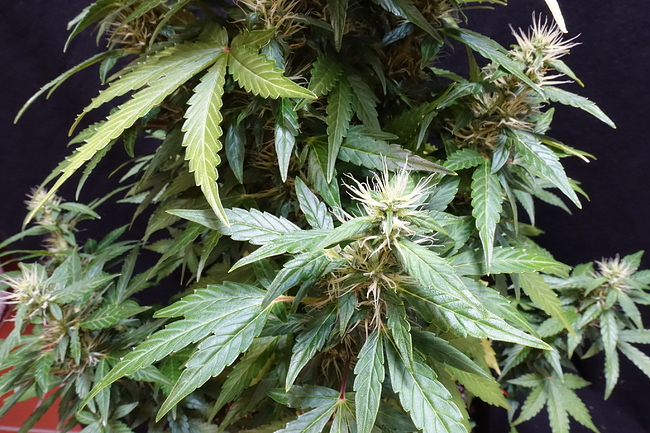 Growreport Bild 18