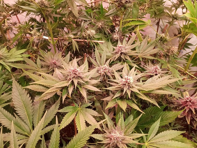 Growreport Bild 26