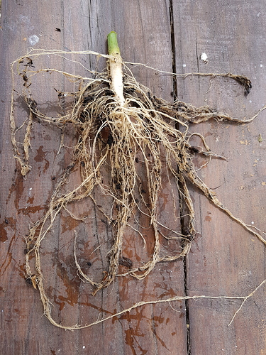 Growreport Bild 8