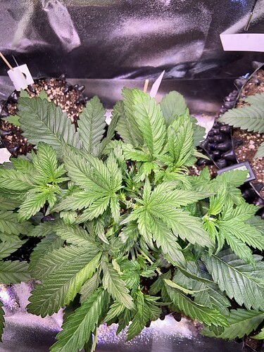 Growreport Bild 4