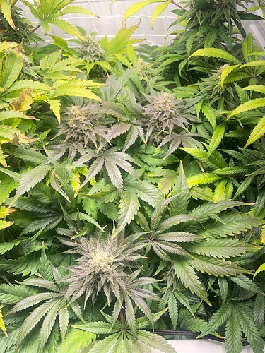 Growreport Bild 33