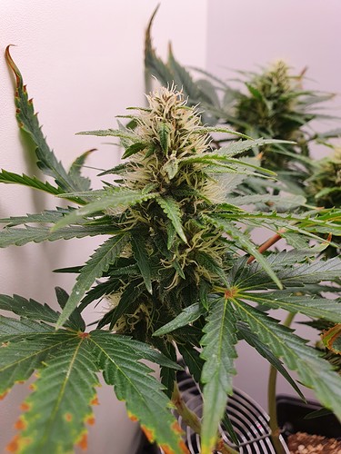 Growreport Bild 3