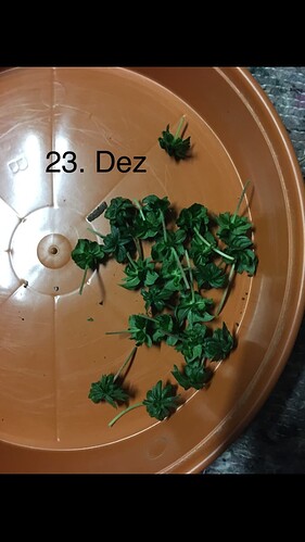 Growreport Bild 4