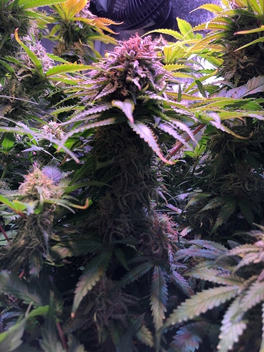 Growreport Bild 34
