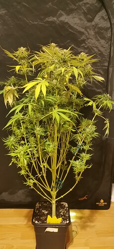 Growreport Bild 62