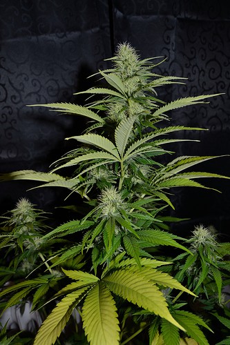 Growreport Bild 9