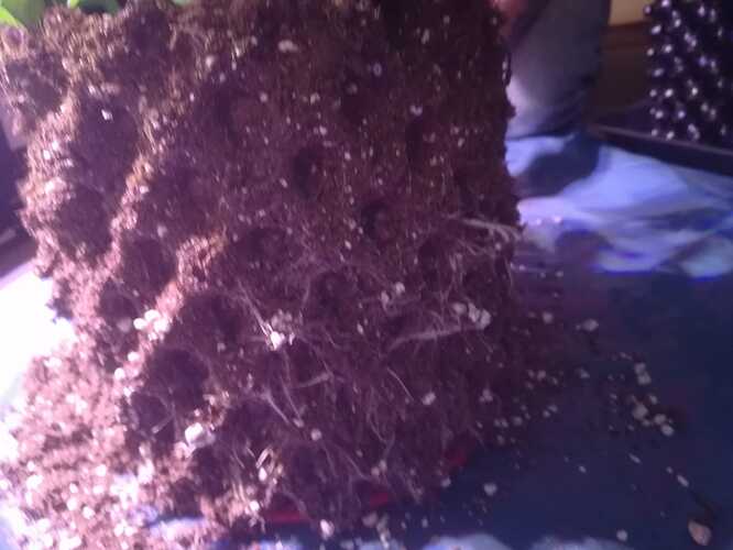 Growreport Bild 3