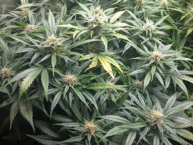 Growreport Bild 7