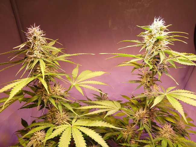 Growreport Bild 6