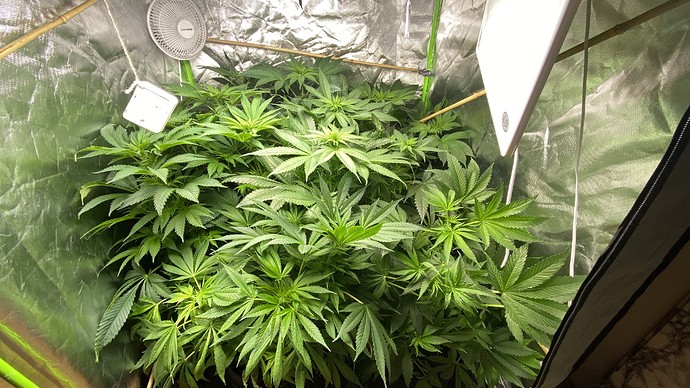 Growreport Bild 2