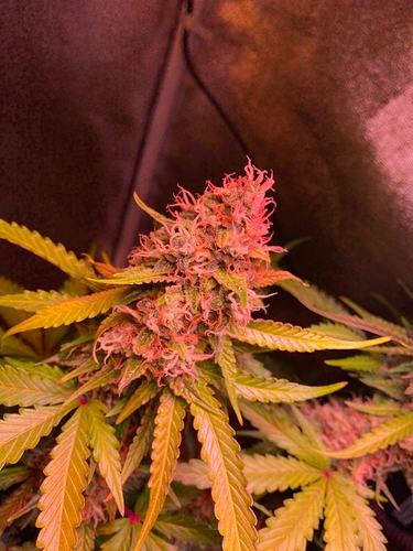 Growreport Bild 59