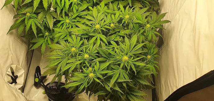 Growreport Bild 4