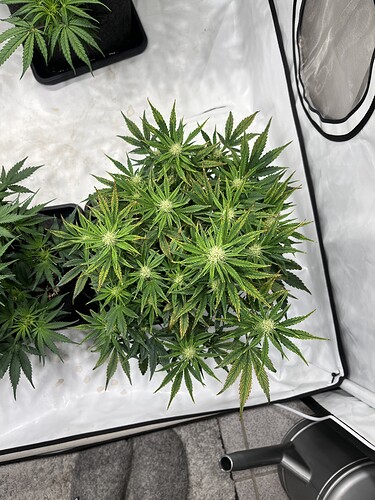Growreport Bild 7