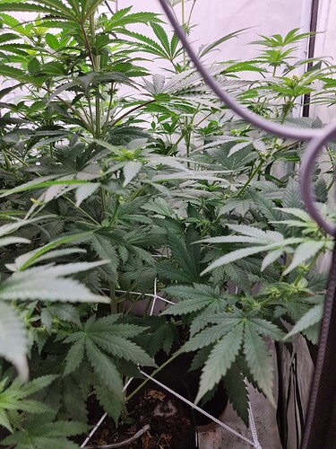 Growreport Bild 86