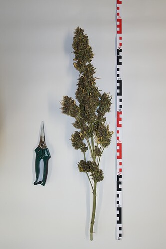 Growreport Bild 2