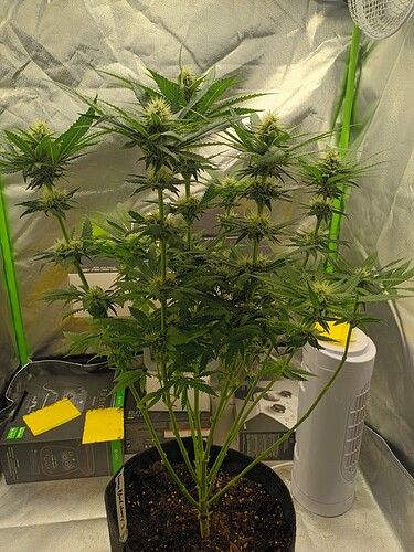 Growreport Bild 16