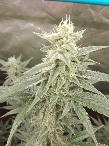 Growreport Bild 25