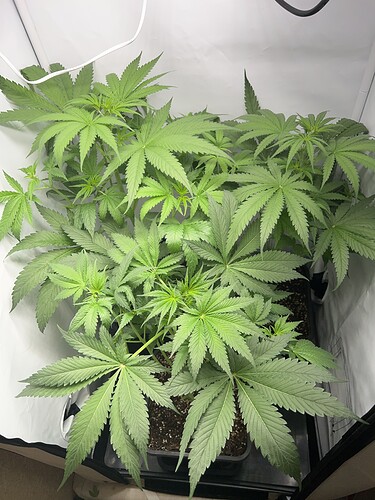 Growreport Bild 2
