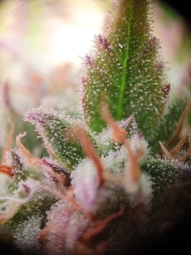 Growreport Bild 7