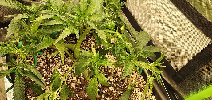 Growreport Bild 5