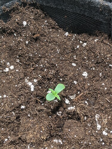 Growreport Bild 8