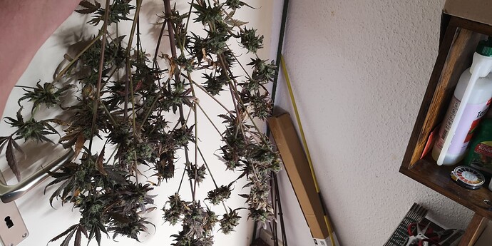 Growreport Bild 12