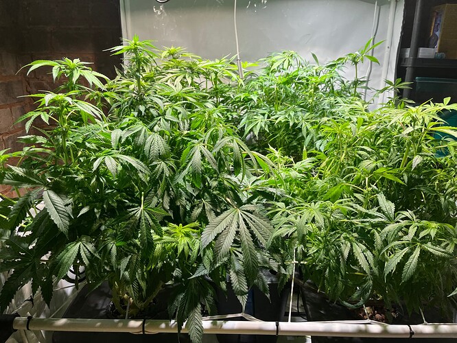 Growreport Bild 1