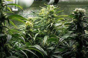 Growreport Bild 5