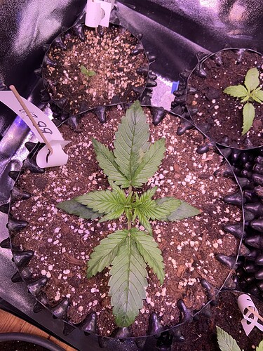 Growreport Bild 3