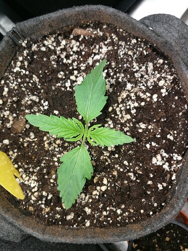 Growreport Bild 156